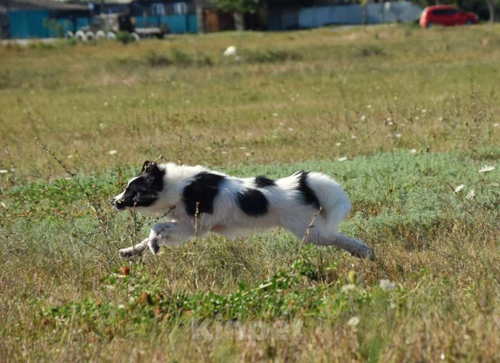 Собаки в Москве: Ненецкая оленегонная лайка. Сука Цветик-Семицветик. Девочка, 50 000 руб. - фото 9