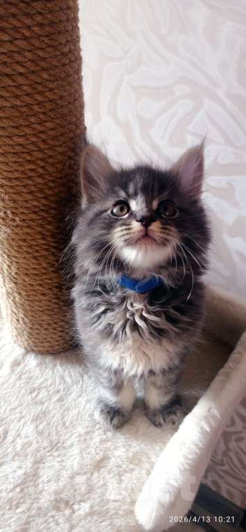 Кошки в Льгове: Котята мейн куны Мальчик, 20 000 руб. - фото 3