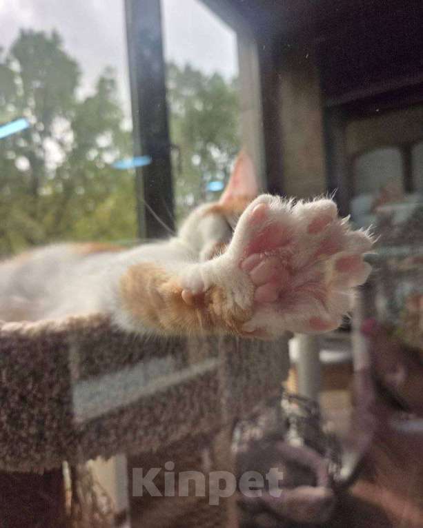 Кошки в Москве: Рыжая Лионелла в добрые руки Девочка, Бесплатно - фото 8