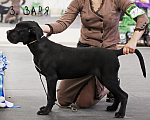 Собаки в Москве: Очаровательная и послушная Заря Девочка, 39 900 руб. - фото 2