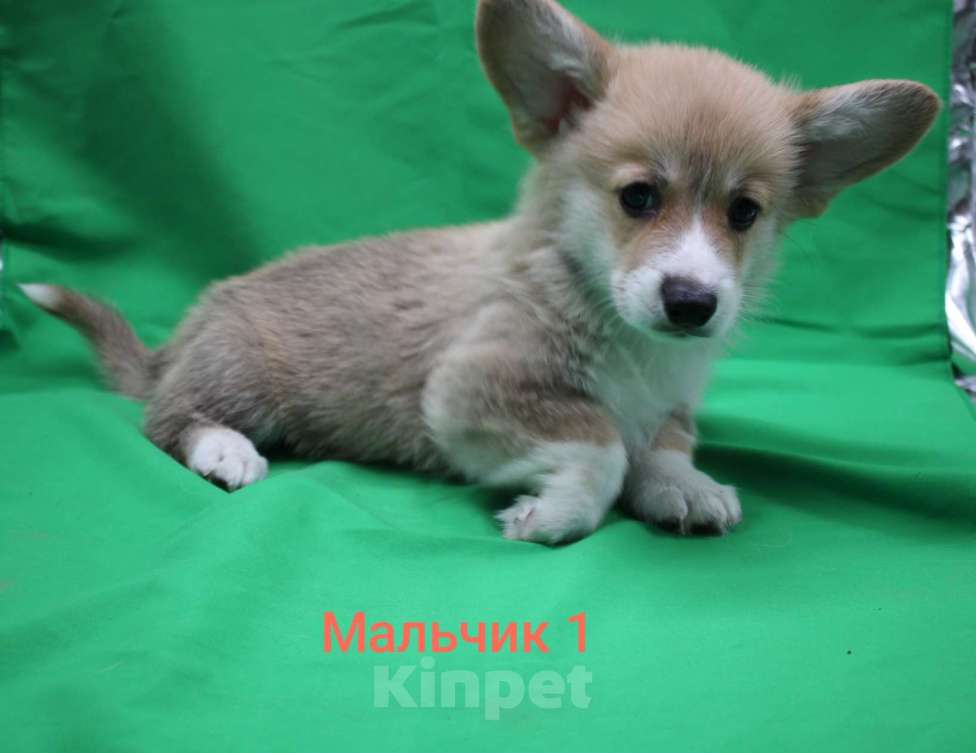 Собаки в Москве: Щенки вельш корги пемброк  Мальчик, 29 000 руб. - фото 2