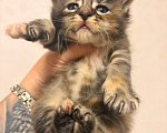 Кошки в Москве: Котята Мейн-Кун чистопородные, открыта бронь Мальчик, 80 000 руб. - фото 1