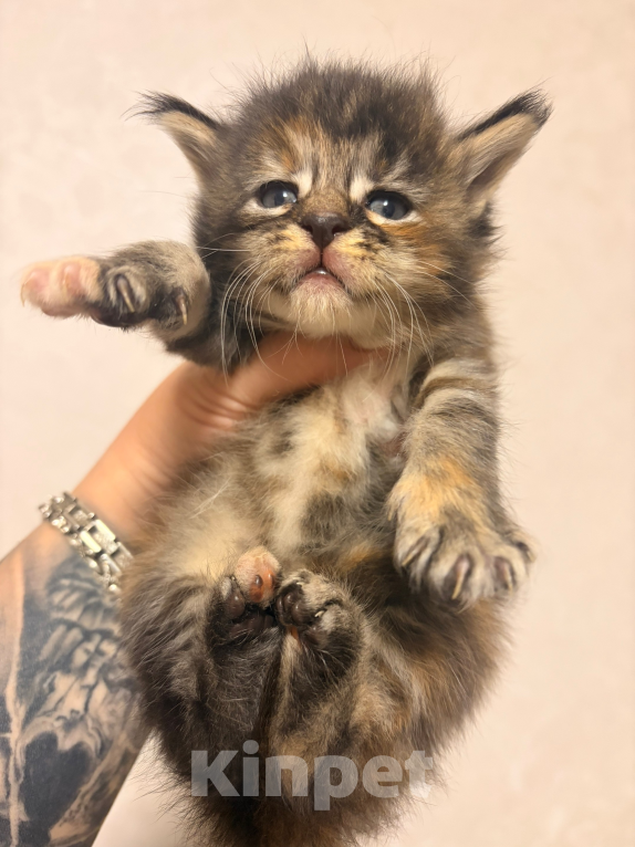 Кошки в Москве: Котята Мейн-Кун чистопородные, открыта бронь Мальчик, 80 000 руб. - фото 1