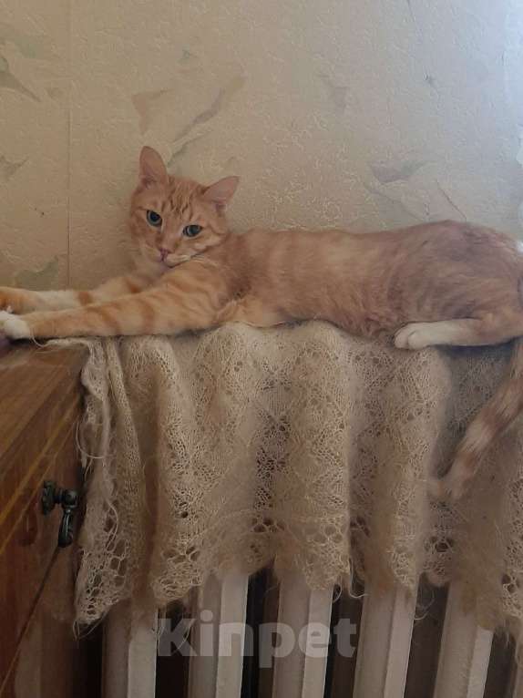 Кошки в Одинцово: рыжий кот Лучик ищет дом Мальчик, Бесплатно - фото 2