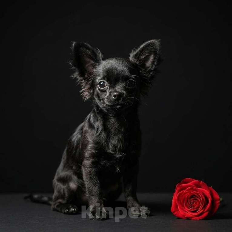 Собаки в Новосибирске: Щенок Чихуахуа Мальчик, 65 000 руб. - фото 2