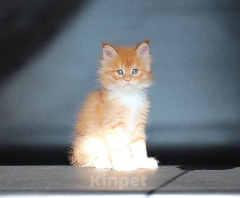 Кошки в Екатеринбурге: Котёнок мейн-кун Дионис Мальчик Мальчик, 50 000 руб. - фото 2