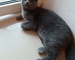 Кошки в Курске: Котята британские короткошёрстные прямоухие Разнополые, 4 000 руб. - фото 6