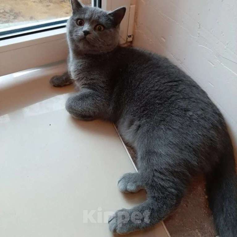 Кошки в Курске: Котята британские короткошёрстные прямоухие Разнополые, 4 000 руб. - фото 6