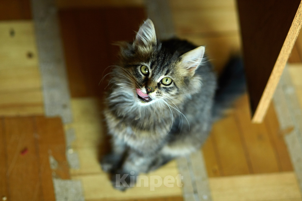 Кошки в Москве: мальчик 4 месяца Мальчик, Бесплатно - фото 4