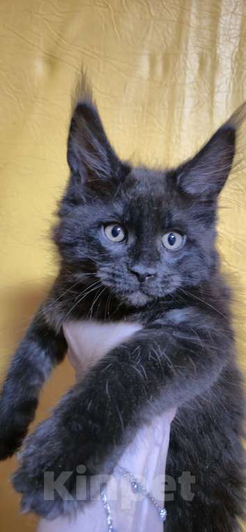 Кошки в Москве: Мейкуны котята  Девочка, 120 руб. - фото 6