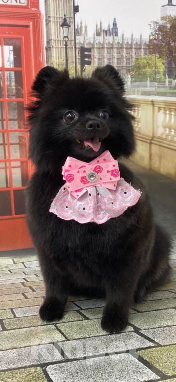 Собаки в Екатеринбурге: Померанский шпиц, щенок  Мальчик, 25 000 руб. - фото 7