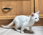 Кошки в Пензе: Отдам в добрые руки котика Мальчик, Бесплатно - фото 3