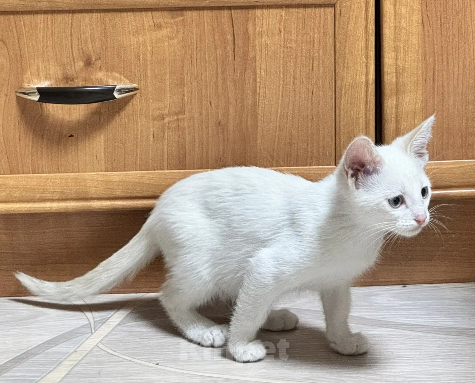 Кошки в Пензе: Отдам в добрые руки котика Мальчик, Бесплатно - фото 3