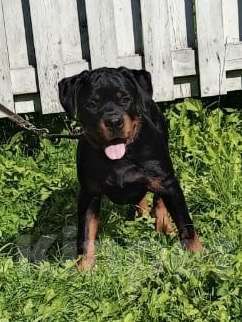 Собаки в Санкт-Петербурге: щенки ротвейлера Мальчик, 80 000 руб. - фото 2
