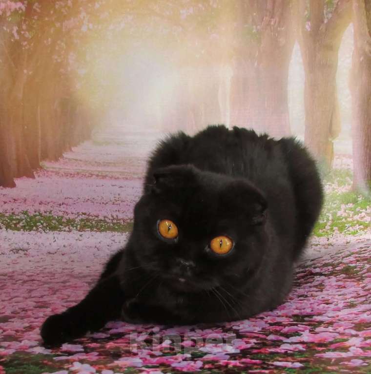 Кошки в Санкт-Петербурге: Шотландская черная кошечка  Девочка, 10 000 руб. - фото 5