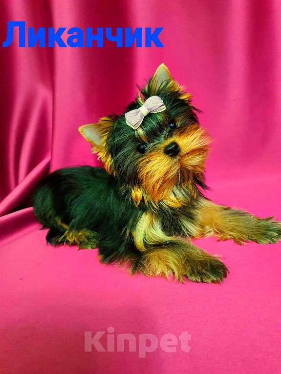 Собаки в Москве: ЙОРКШИРЯТА РКФ Мальчик, 80 000 руб. - фото 6