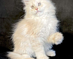 Кошки в Лянторе: Мейн кун, 26 000 руб. - фото 9