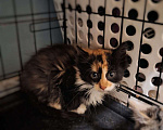 Кошки в Москве: Котёнок Фиона в добрые руки  Девочка, Бесплатно - фото 3