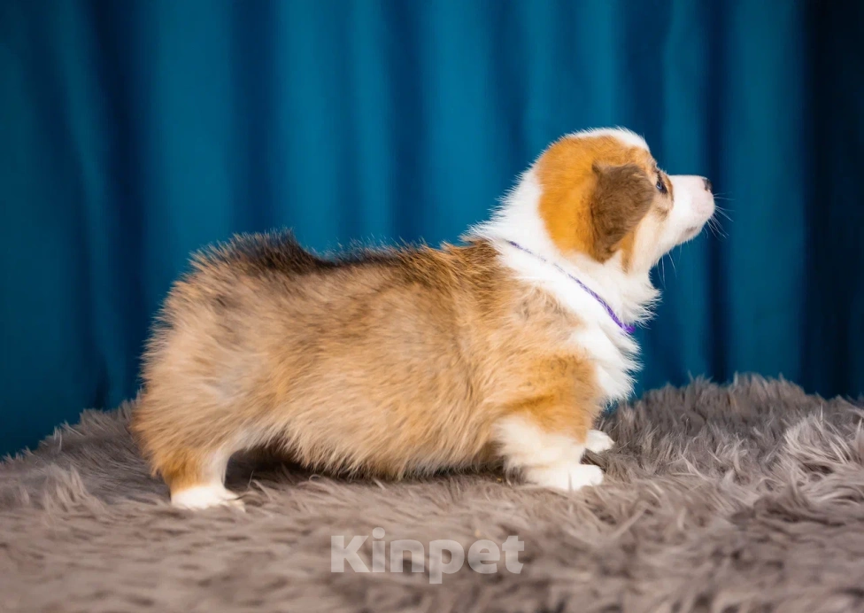 Собаки в Новосибирске: Валентайн щенок Корги Мальчик, 80 000 руб. - фото 5