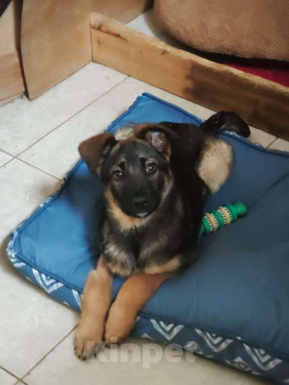 Собаки в Красногорске: Маленькая Николь 3 месяца в ищет дом  Девочка, Бесплатно - фото 1