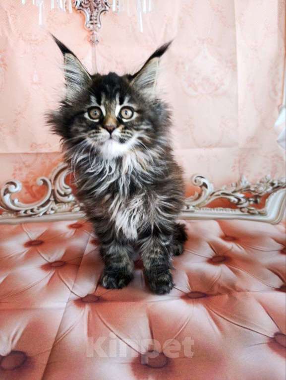 Кошки в Москве: Хлоя Девочка, 75 000 руб. - фото 1