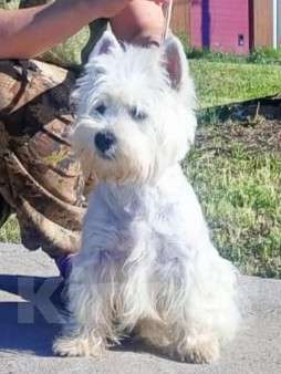 Собаки в Москве: Девочка - вестик Девочка, 30 000 руб. - фото 1