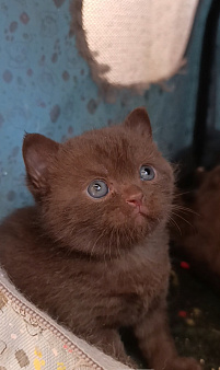 Сладкий шоколадный британский котенок