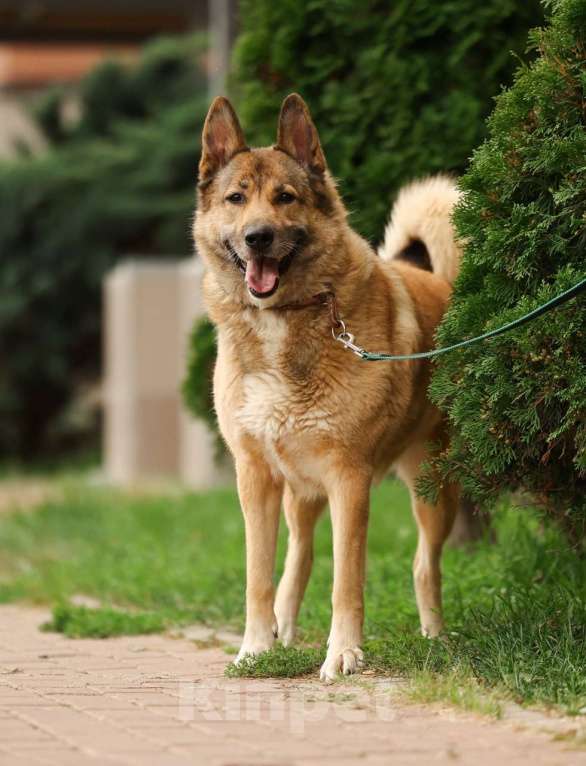 Собаки в Химках: Рыжий Мальчик, Бесплатно - фото 1