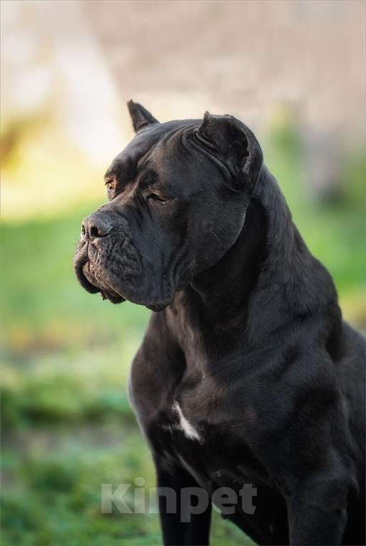 Собаки в Самаре: Великолепная собака компаньон Девочка, Бесплатно - фото 3