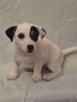 ПРОДАМ ЩЕНКОВ ПОРОДЫ ДЖЕК РАССЕЛ ТЕРЬЕР