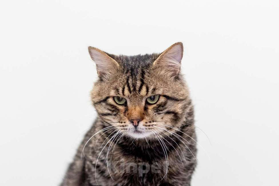 Кошки в Москве: Тигра Мальчик, Бесплатно - фото 3