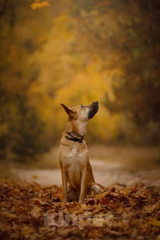 Собаки в Москве: Бельгийская овчарка Сири в дар Девочка, 1 руб. - фото 4