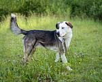 Собаки в Солнечногорске: В добрые руки Мальчик, Бесплатно - фото 9