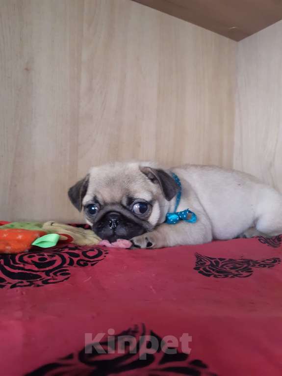 Собаки в Петропавловске-Камчатском: Мопсята Мальчик, 55 000 руб. - фото 1