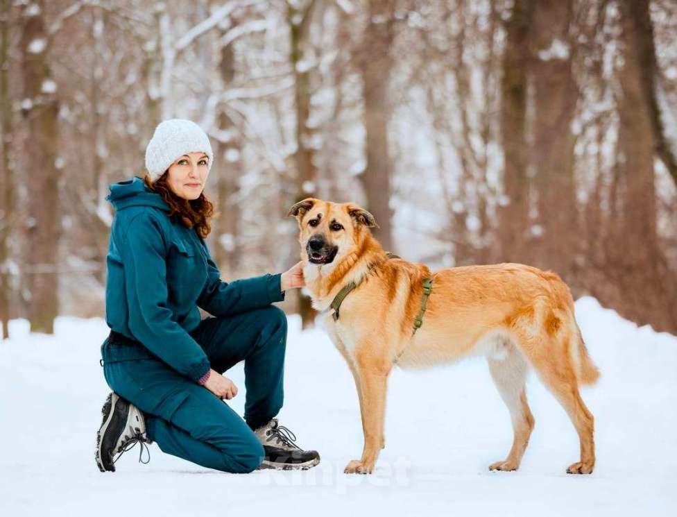 Собаки в Москве: Собака бесплатно Москва Мальчик, Бесплатно - фото 7