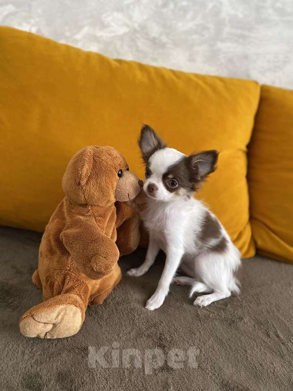 Собаки в Краснодаре: Чишка девочка Девочка, 25 000 руб. - фото 9