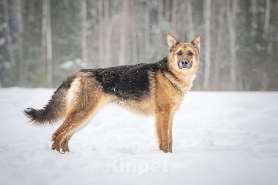 Собаки в Клине: Фундук — ласковый добряк, который ищет свою семью Мальчик, Бесплатно - фото 1