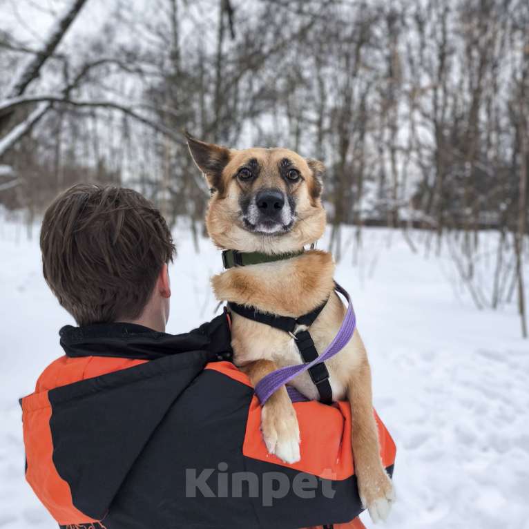 Собаки в Москве: Идеальная квартирная собака Мальчик, Бесплатно - фото 6