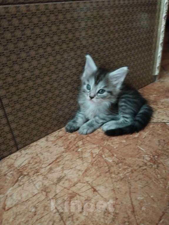 Кошки в Ставрополе: Лиана девочка Девочка, 15 000 руб. - фото 10