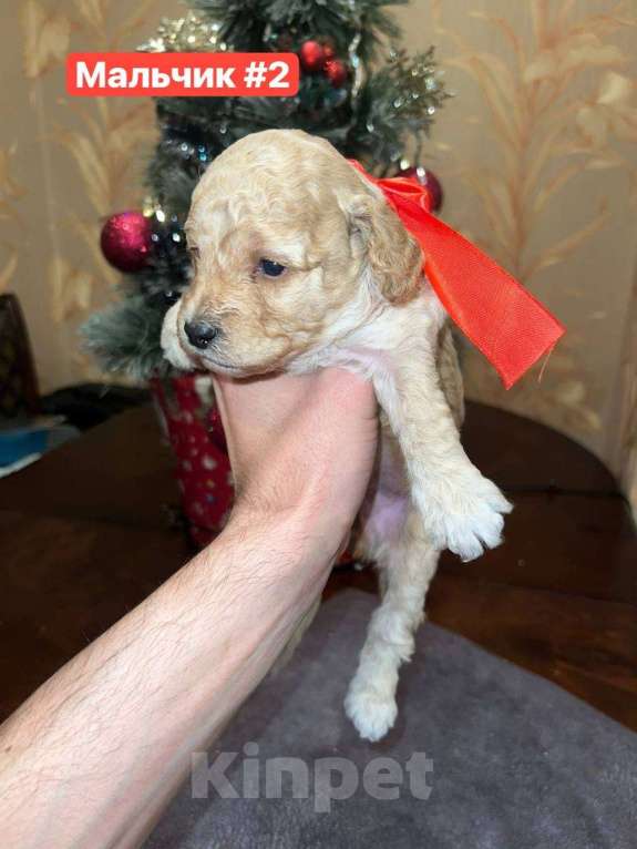 Собаки в Кисловодске: Продаются щенки Карликового пуделя Разнополые, 50 000 руб. - фото 8