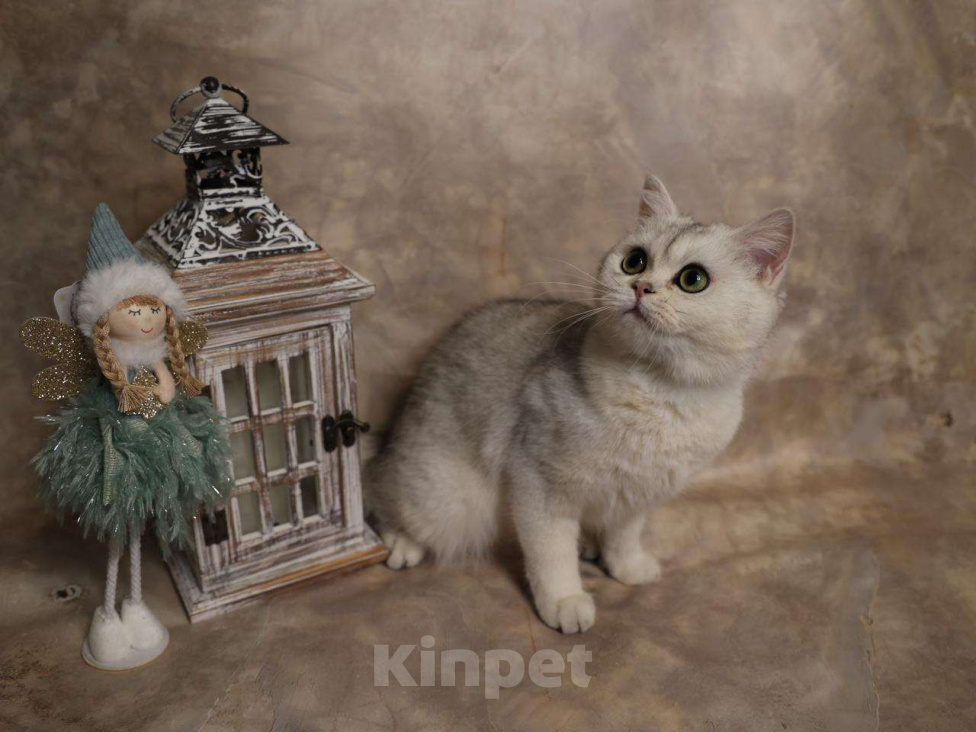 Кошки в Москве: Шотландский прямоухий короткошёрстный котёнок Девочка, 16 000 руб. - фото 3