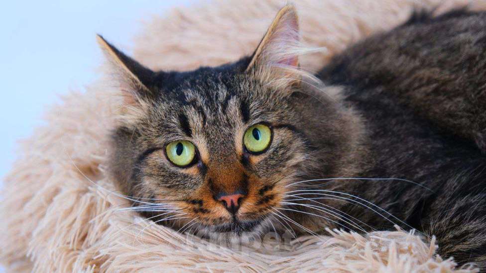 Кошки в Москве: Тимоха Мальчик, Бесплатно - фото 6