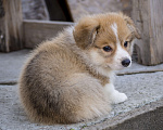 Собаки в Новосибирске: Щенок вельш корги пемброк Мальчик, Бесплатно - фото 2