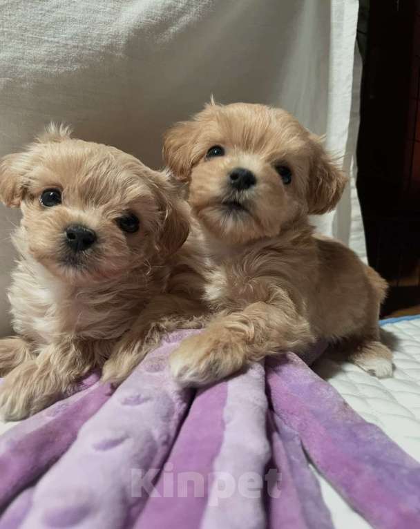 Собаки в Санкт-Петербурге: Маленькие комочки счастья - МАЛЬТИПУ F 1 Девочка, 150 000 руб. - фото 7