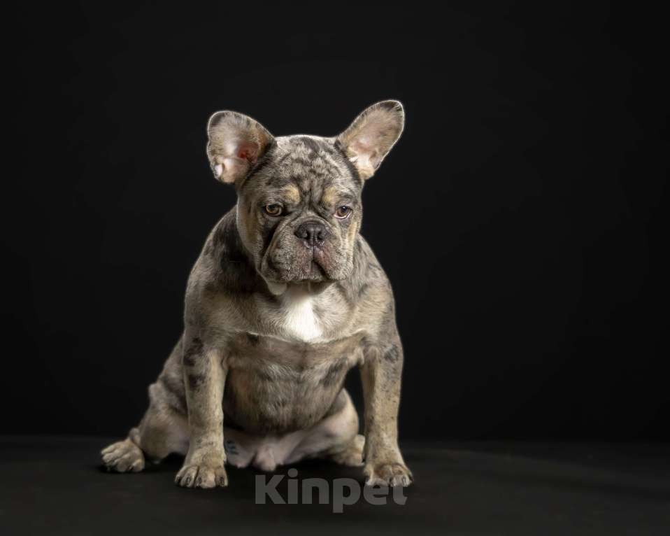 Собаки в Брянске: Робин  Мальчик, 90 000 руб. - фото 2