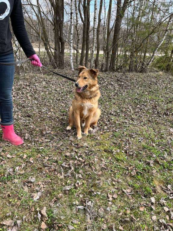 Собаки в Москве: Агат тоскует без людей Мальчик, Бесплатно - фото 3