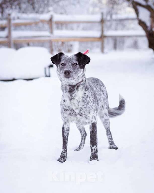 Собаки в Москве: Метис в добрые руки! Девочка, Бесплатно - фото 9