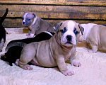 Собаки в Мурманске: Булли . Подрастают малыши. Разнополые, 70 000 руб. - фото 3