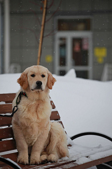 Золотистый ретривер 