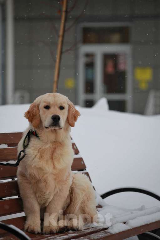 Собаки в Москве: Золотистый ретривер  Мальчик, 90 000 руб. - фото 1